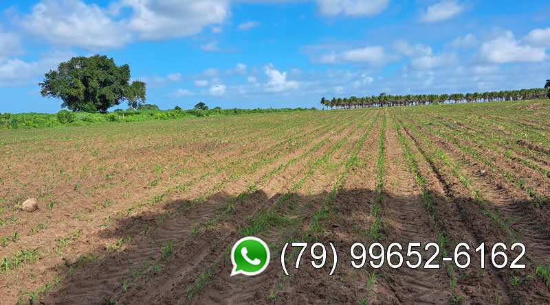 Alugo terreno 22 hectares para usina solar Sergipe Nordeste